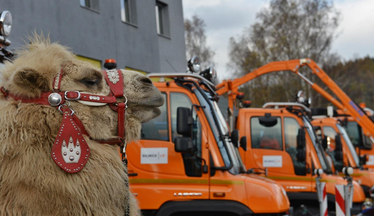 Velbloud se stal během své krátké procházky osobností. A teď je i maskotem Silnic LK.