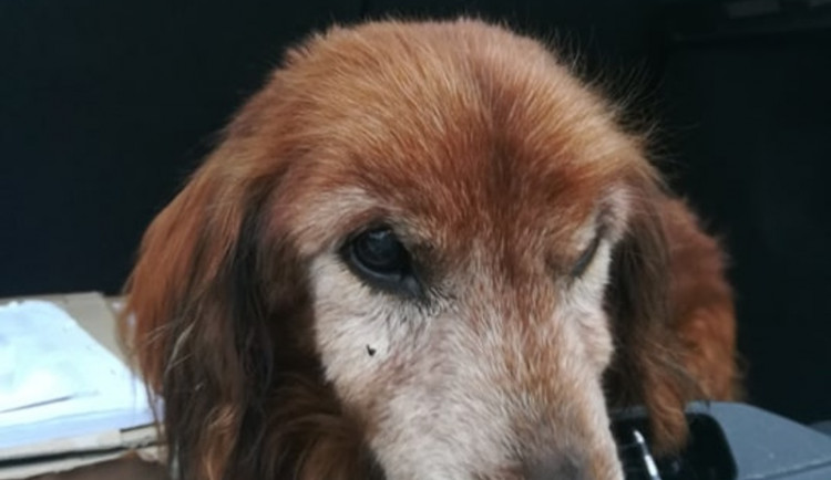 Nalezený jezevčík.