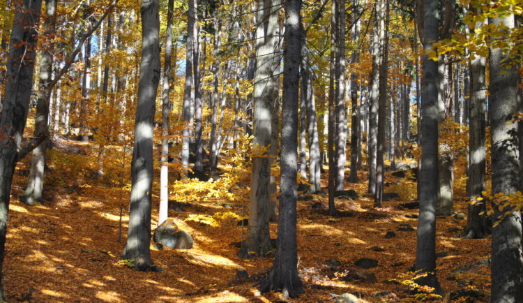 JIzerskohorské bučiny