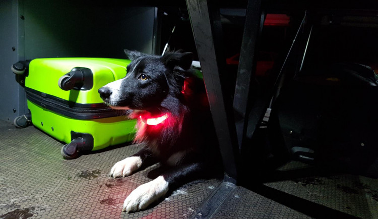 Policisté a celníci si posvítili na autobusy.