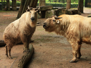 Do liberecké zoo si to včera namířilo přes pět tisíc návštěvníků