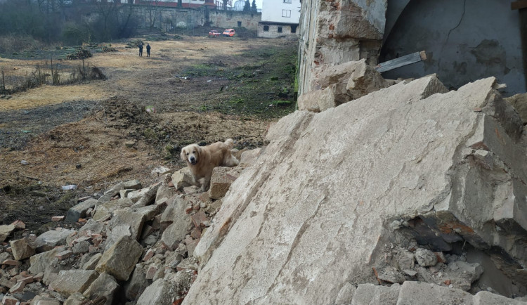 Sutiny prozkoumávají kynologové