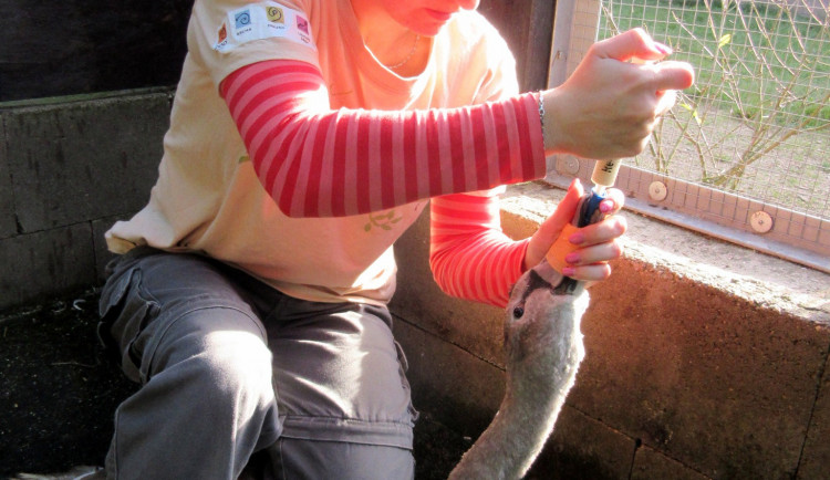 Krmení labutě sondou.