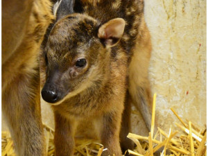 FOTO: Liberecká zoo vítá první mláďata roku. Na svět přišla nyala, buvolec a sambar