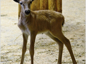 buvolec běločelý_mládě