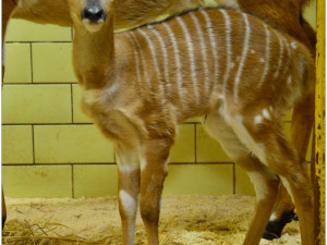 nyala nížiná_mládě