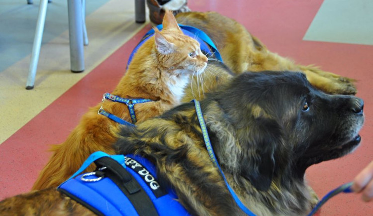 Kontakt se zvířaty