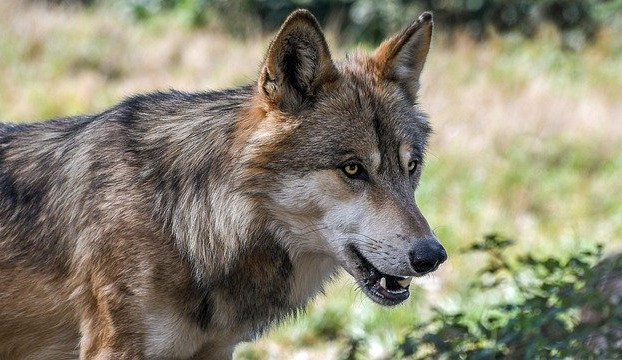 VIDEO: Lužickými horami si vyšlapují čtyři vlci. Po vlcích v Českém ráji budou pátrat dobrovolníci