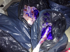 FOTO: Veterináři objevili na Liberecku sto kilo nelegálně převáženého masa