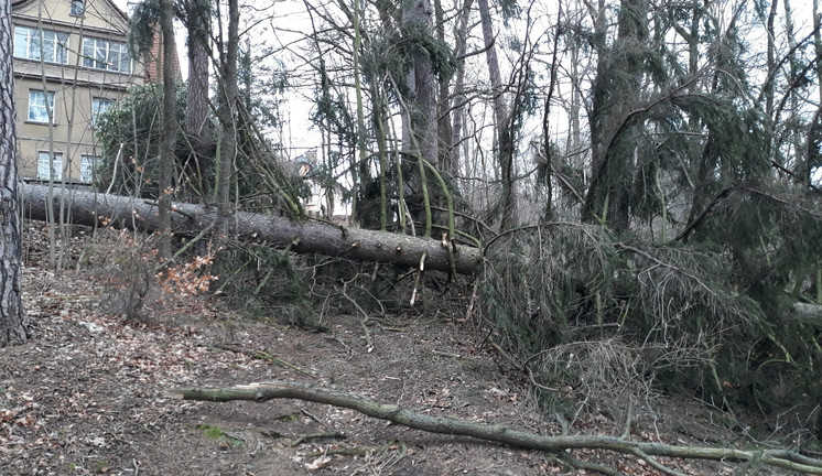 Vichřice poničily zeleň v Liberci. Na území města popadaly desítky stromů