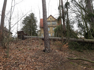 Poničené stromy v Liberci