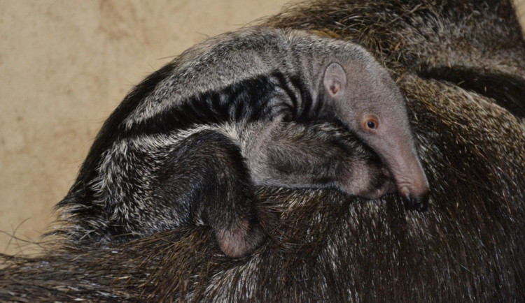 Mládě mravenečníka