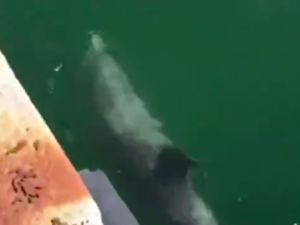 VIDEO: Delfíni v Benátkách? Smyšlenou zprávu publikovala i celosvětová média