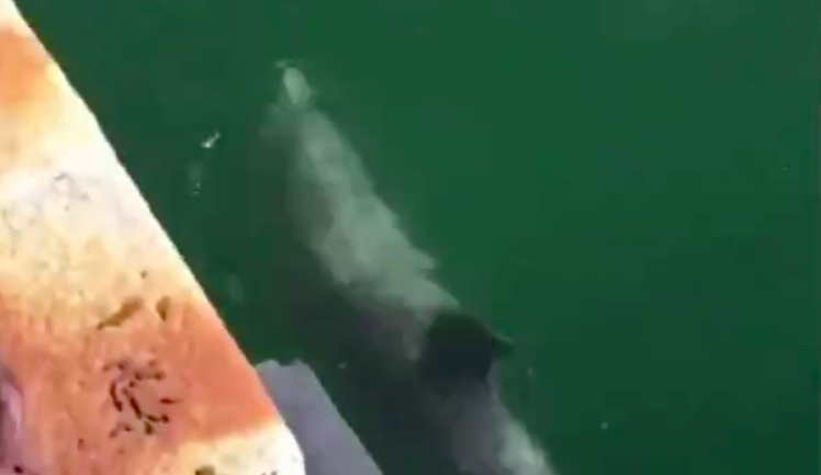 Zprávě o delfínech v Benátkách naletěla i velká média.