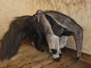 Mládě mravenečníka