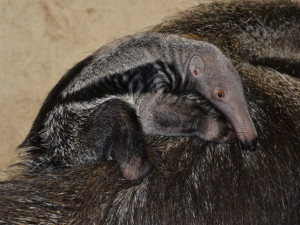 Mládě mravenečníka