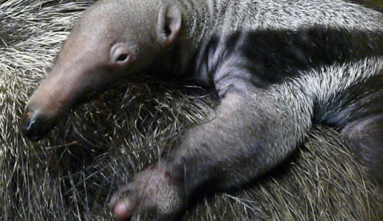 Mládě mravenečníka v liberecké zoo