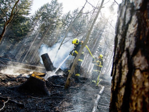 FOTO: Včera zasahovali hasiči v harcovském lese, hořely zde větve a klády