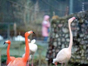 Zoo chce otevřít dříve, kvůli uzavření odhaduje ztrátu na více než deset milionů