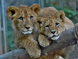 Liberecká zoo v pondělí neotevře, nestíhá