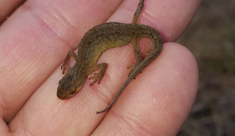 tahnouci_colek_obecny_Kamil_Šrubař