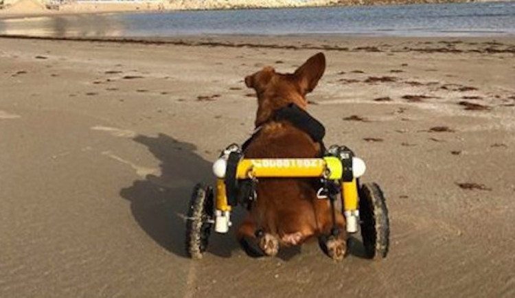 Charlieho chtěli majitelé nechat po nehodě utratit, teď je z něj izraelská celebrita