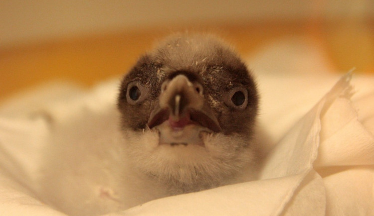 Liberecká zoo vypustí do volné přírody již čtrnácté mládě orlosupa bradatého