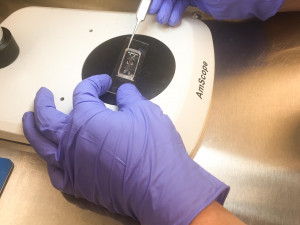 Studenti TULky pomáhají v USA při vývoji umělé ledviny. Stáž jim překazil koronavirus