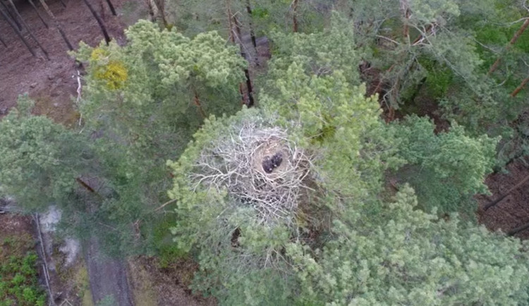 Video z hnízda orlů natočené dronem v Českém ráji vzbudilo nadšení ale i značnou kritiku