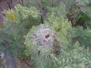 Video z hnízda orlů natočené dronem v Českém ráji vzbudilo nadšení ale i značnou kritiku