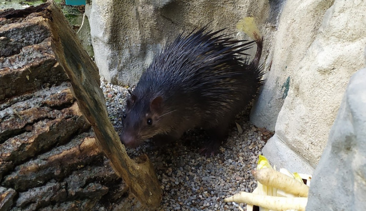 V lidské péči mají sklon tloustnout. Zoo Liberec začala s chovem osináků afrických