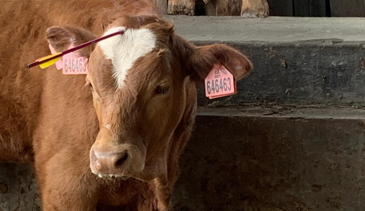 Po býkovi někdo střílel.