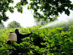 S invazivní křídlatkou japonskou bojují ve Frýdlantu odborníci