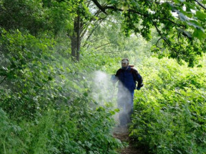 S invazivní křídlatkou japonskou bojují ve Frýdlantu odborníci