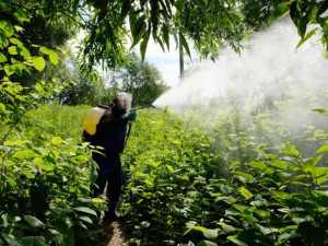 S invazivní křídlatkou japonskou bojují ve Frýdlantu odborníci