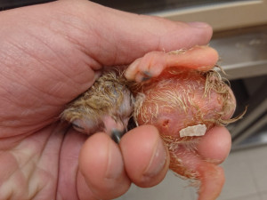 Baby boom v zoo. Narodila se mláďata koně převalského, soba nebo nahura