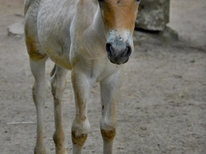 Baby boom v zoo. Narodila se mláďata koně převalského, soba nebo nahura