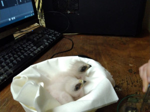 Baby boom v zoo. Narodila se mláďata koně převalského, soba nebo nahura