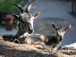 Baby boom v zoo. Narodila se mláďata koně převalského, soba nebo nahura