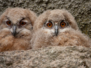 Baby boom v zoo. Narodila se mláďata koně převalského, soba nebo nahura