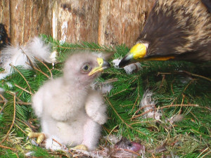 Liberecká zoo odchovala mládě vzácného orla křiklavého pomocí inseminace mraženým spermatem