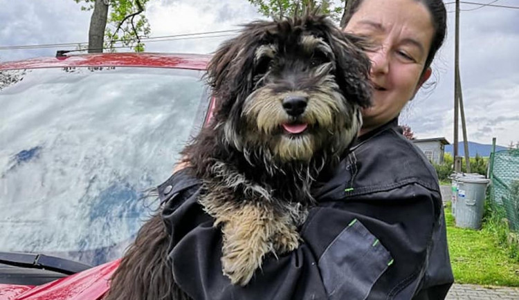 Ples museli kvůli koronaviru zrušit, den otevřených dveří odnesl déšť. Útulek Azyl Pes letos doprovází smůla