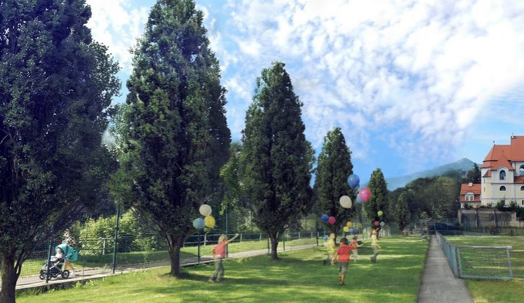 Topoly u cyklostezky v centru Liberce usychají. Město je pokácí a nahradí duby