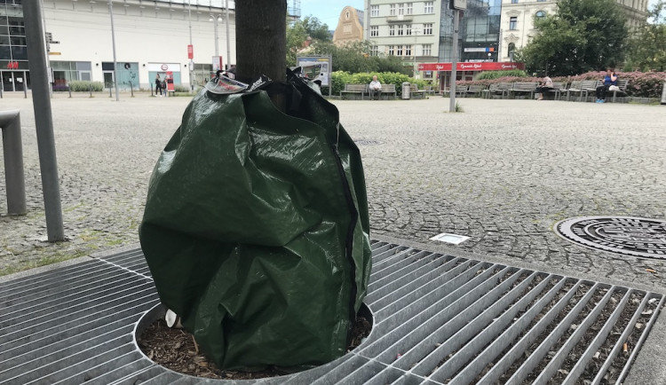 Vak u stromu na Soukenném náměstí.