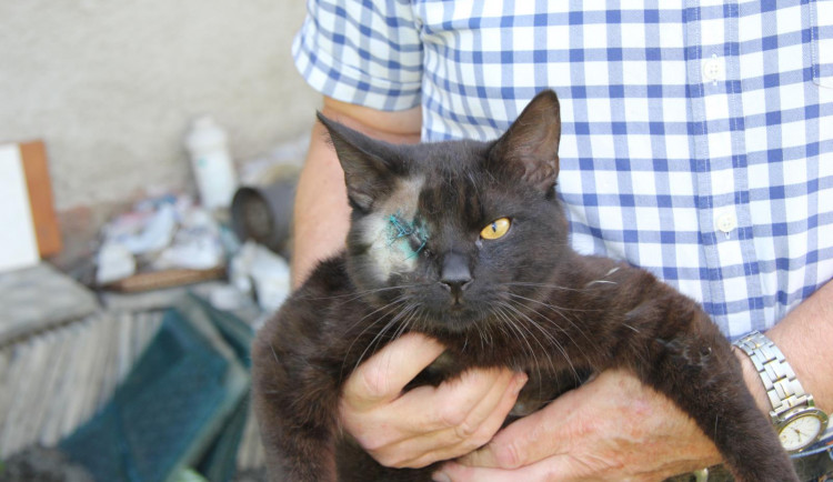 Kocour Black přišel o oko.