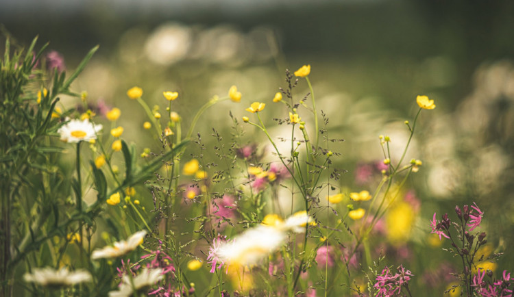 size4-15935941893181-124-olomouc-reaguje-na-hrozici-sucho-zmenou-rezimu-v-seceni-travy-i-zakladanim-luk