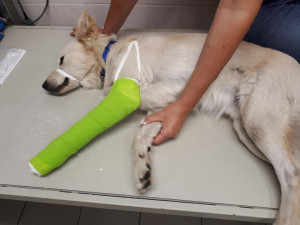 Odebrali majitelům psa. Nestarali se o něj a ani mu neposkytli pomoc po srážce s autem