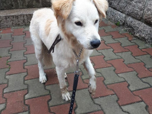 Odebrali majitelům psa. Nestarali se o něj a ani mu neposkytli pomoc po srážce s autem