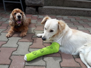 Odebrali majitelům psa. Nestarali se o něj a ani mu neposkytli pomoc po srážce s autem