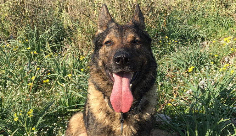 Policejní pes Xar vystopoval v porostu u dálnice řidiče, který kvůli pervitinu utekl před kontrolou